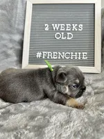 Moose , a male French Bulldog for sale in Anderson, SC – Photo 1 of 8