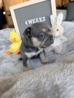 Moose , a male French Bulldog for sale in Greenville, SC – Photo 1 of 10