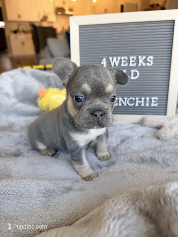 Echo , a female French Bulldog for sale in Greenville, SC – Photo 1 of 9