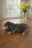 Echo , a female French Bulldog for sale in Anderson, SC – Photo 5 of 7