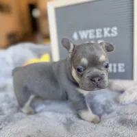 Izzy, a female French Bulldog for sale in Greenville, SC – Photo 2 of 9