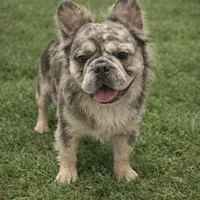 Izzy, a female French Bulldog for sale in Greenville, SC – Photo 9 of 9