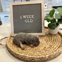 Izzy, a female French Bulldog for sale in Greenville, SC – Photo 4 of 9