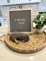 Echo , a female French Bulldog for sale in Anderson, SC – Photo 3 of 7