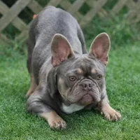 Izzy, a female French Bulldog for sale in Greenville, SC – Photo 8 of 9