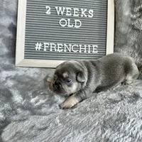 Izzy, a female French Bulldog for sale in Greenville, SC – Photo 6 of 9