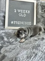 Echo , a female French Bulldog for sale in Anderson, SC – Photo 2 of 7