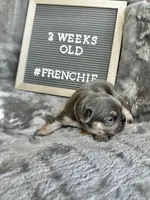 Echo , a female French Bulldog for sale in Anderson, SC – Photo 1 of 7