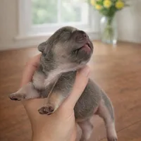 Izzy, a female French Bulldog for sale in Greenville, SC – Photo 5 of 9