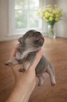 Echo , a female French Bulldog for sale in Anderson, SC – Photo 4 of 7