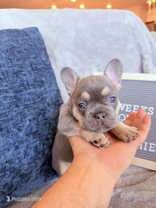 Izzy – French Bulldog puppy on hold in Greenville, SC