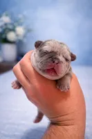 Meatball , a male French Bulldog for sale in Anderson, SC – Photo 4 of 7