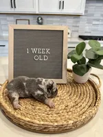 Meatball , a male French Bulldog for sale in Anderson, SC – Photo 3 of 7