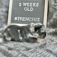 Atlas , a male French Bulldog for sale in Greenville, SC – Photo 5 of 8