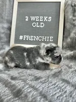 Meatball , a male French Bulldog for sale in Anderson, SC – Photo 1 of 7