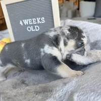 Atlas , a male French Bulldog for sale in Greenville, SC – Photo 4 of 8