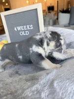 Meatball , a male French Bulldog for sale in Greenville, SC – Photo 2 of 7