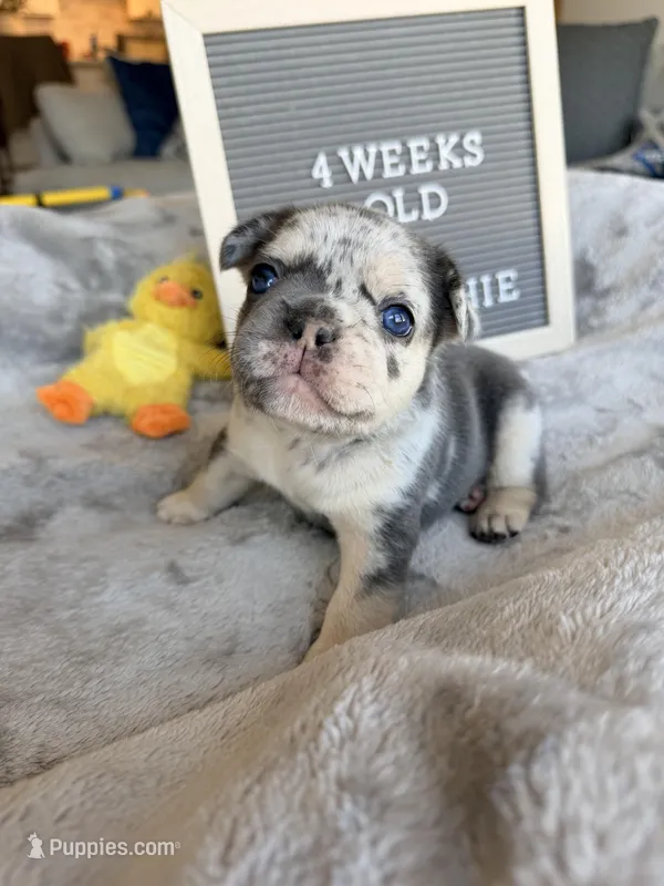 Meatball , a male French Bulldog for sale in Greenville, SC – Photo 1 of 7