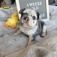 Atlas , a male French Bulldog for sale in Greenville, SC – Photo 3 of 8