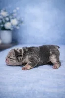 Meatball , a male French Bulldog for sale in Anderson, SC – Photo 5 of 7