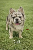 Atlas , a male French Bulldog for sale in Greenville, SC – Photo 8 of 8