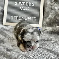 Atlas , a male French Bulldog for sale in Greenville, SC – Photo 6 of 8