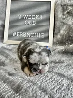 Meatball , a male French Bulldog for sale in Anderson, SC – Photo 2 of 7