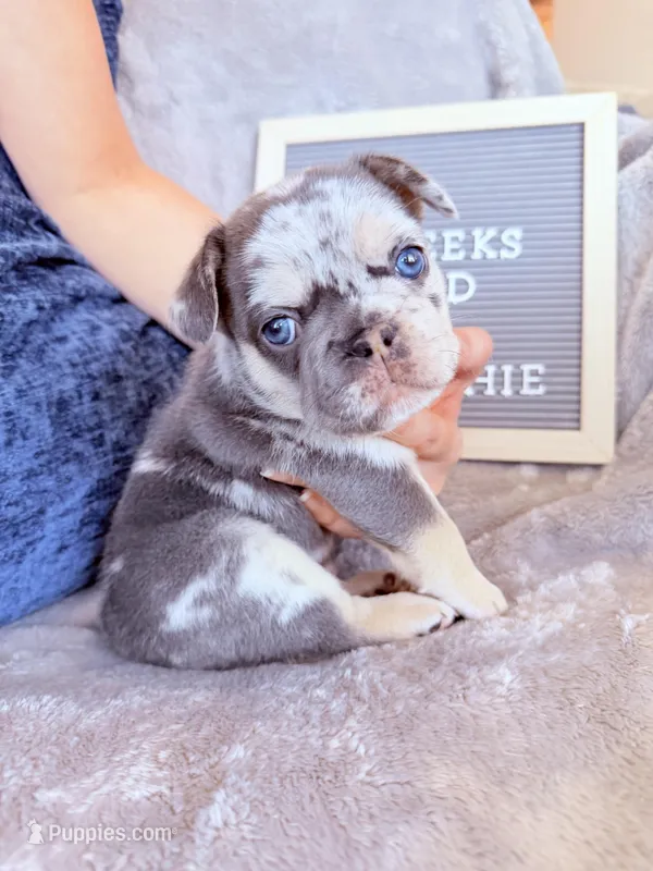 Meatball  – French Bulldog puppy for sale in Greenville, SC