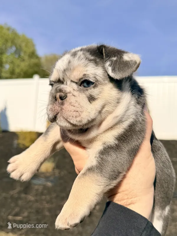 Atlas  – French Bulldog puppy for sale in Greenville, SC