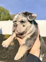 Atlas , a male French Bulldog for sale in Greenville, SC – Photo 1 of 8