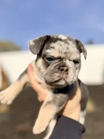 Atlas , a male French Bulldog for sale in Greenville, SC – Photo 2 of 8