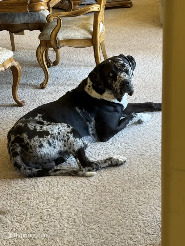 Oreo – Great Dane, Cane Corso puppy for sale in Queen Creek, AZ
