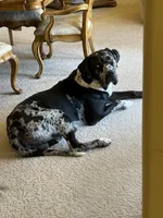 Oreo, a male Great Dane and Cane Corso for sale in Queen Creek, AZ – 1 of 1