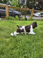 Rocco, a male Cocker Spaniel for sale in Keizer, OR – 7 of 9