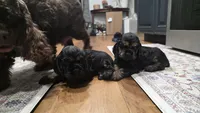 Coop, a male Cocker Spaniel for sale in Keizer, OR – 2 of 4
