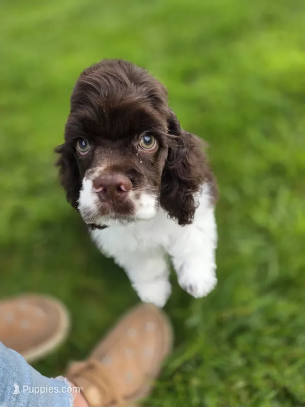 Rocco – Cocker Spaniel puppy for sale in Keizer, OR