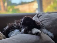 Rocco, a male Cocker Spaniel for sale in Keizer, OR – 5 of 9