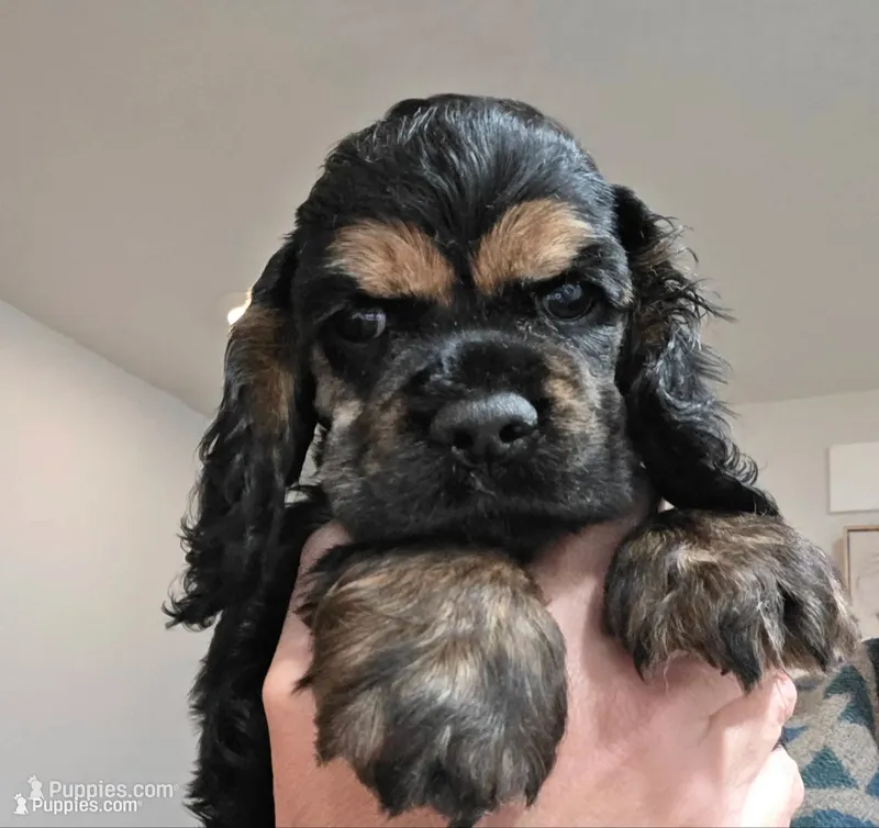 Coop – Cocker Spaniel puppy for sale in Keizer, OR