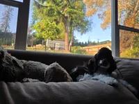 Rocco, a male Cocker Spaniel for sale in Keizer, OR – 3 of 9