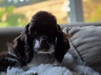 Rocco, a male Cocker Spaniel for sale in Keizer, OR – 6 of 9
