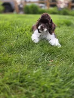 Rocco, a male Cocker Spaniel for sale in Keizer, OR – 9 of 9