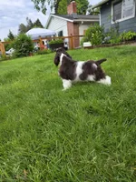 Rocco, a male Cocker Spaniel for sale in Keizer, OR – 4 of 9