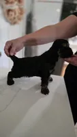 Tank, a male Cocker Spaniel for sale in Keizer, OR – 4 of 6