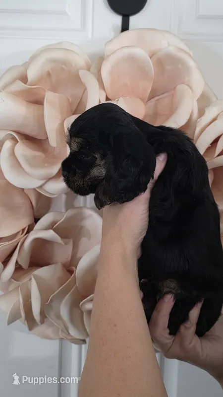 Coop – Cocker Spaniel puppy for sale in Keizer, OR