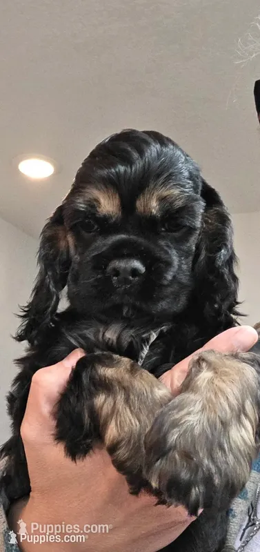 Tank – Cocker Spaniel puppy for sale in Keizer, OR