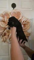 Tank, a male Cocker Spaniel for sale in Keizer, OR – 5 of 6