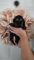 Coop, a male Cocker Spaniel for sale in Keizer, OR – 4 of 4
