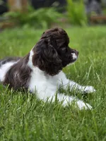 Rocco, a male Cocker Spaniel for sale in Keizer, OR – 8 of 9