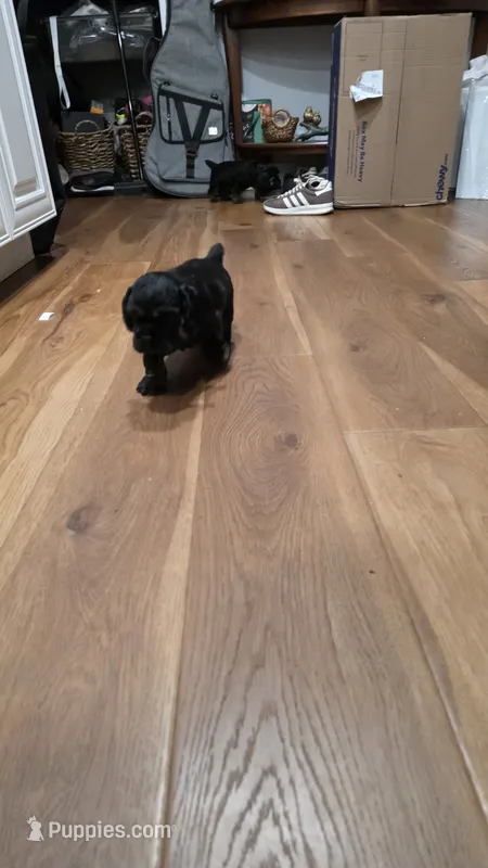 Tank – Cocker Spaniel puppy for sale in Keizer, OR