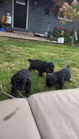 Tank, a male Cocker Spaniel for sale in Keizer, OR – 6 of 6